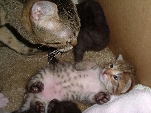 f-2 chausie kittens