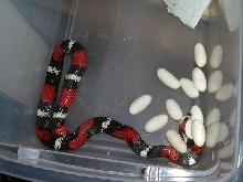 tri-eggs