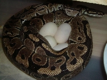 #3ball eggs