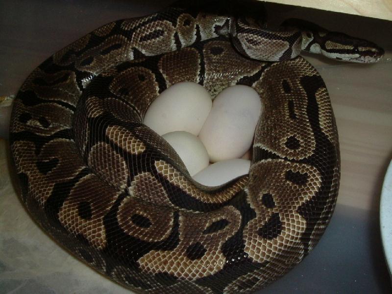 #3ball eggs