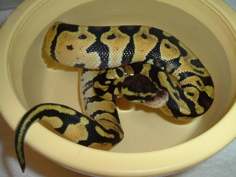 pastel