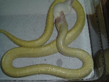 LLCK 1