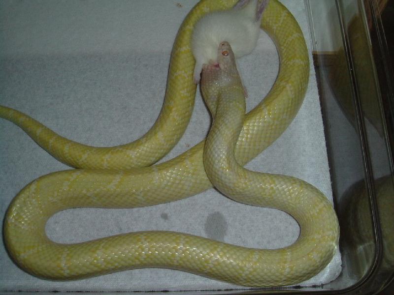 LLCK 1