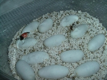 tri-hogs hatching 2