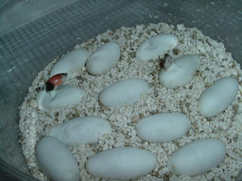 tri-hogs hatching 2