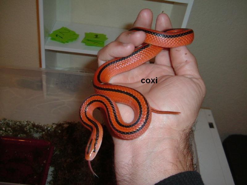 coxi #1