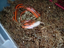 coxi feeding