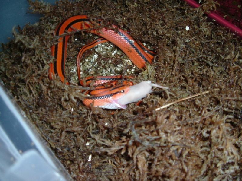 coxi feeding