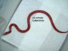 Latacincta female