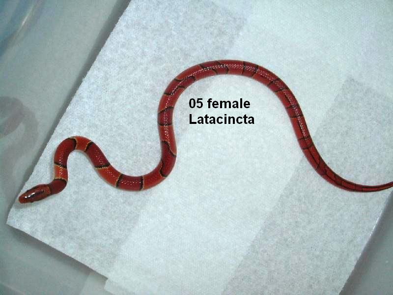 Latacincta female