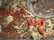 L female