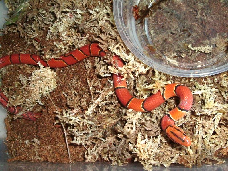 L female