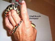adult dorbignyi female #1