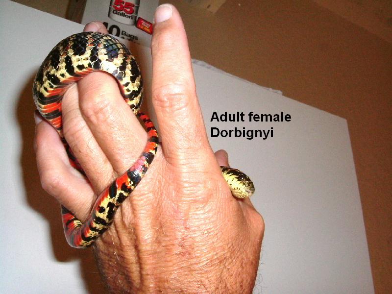 adult dorbignyi female #1