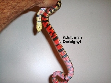 adult male dorbignyi #1