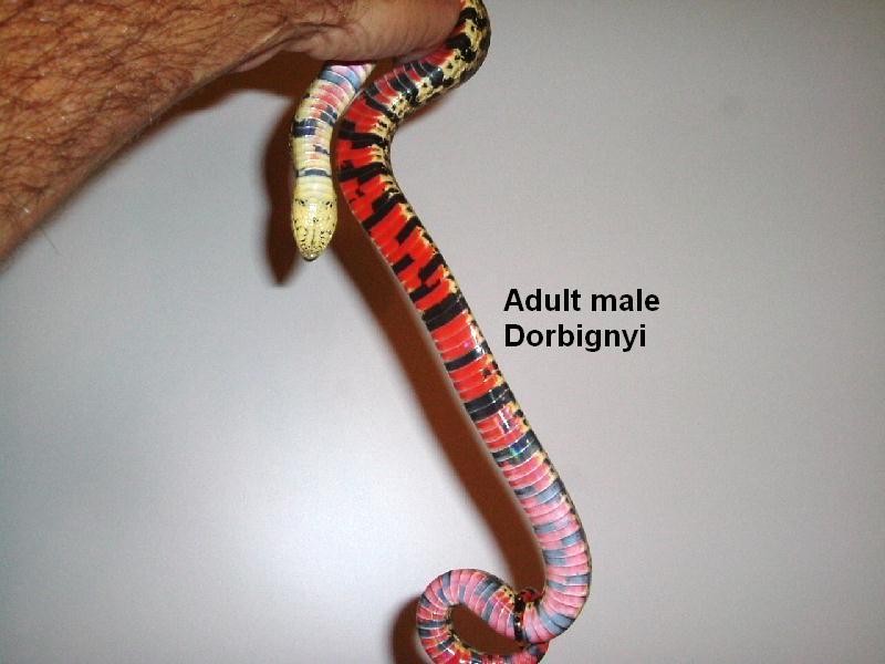 adult male dorbignyi #1
