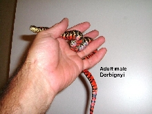 adult male dorbignyi #2