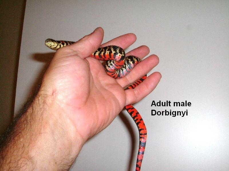 adult male dorbignyi #2