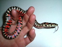 Listrophis Dorbignyi (tricolor hognose)
