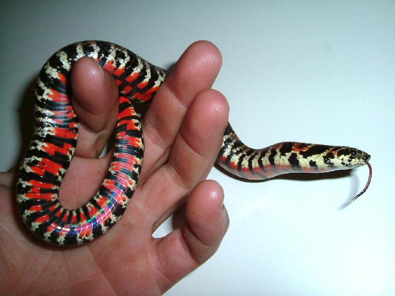 Listrophis Dorbignyi (tricolor hognose)