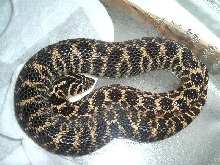 door pre shed