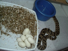 first Dorbignyi eggs