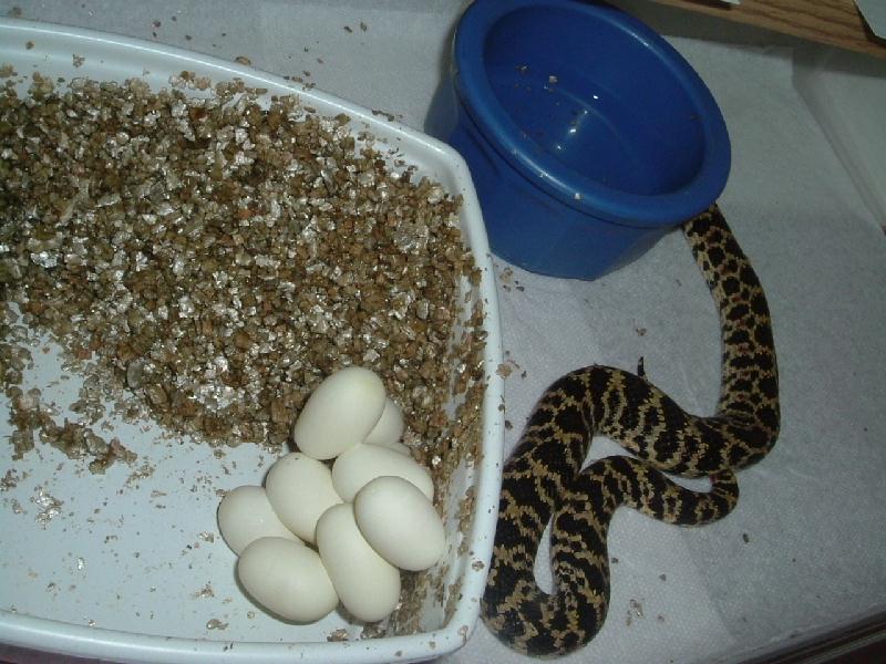first Dorbignyi eggs