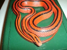 Coxi (Adult male)