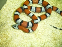hybrid grey banded king/ arizona mountain king