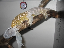 leachi gecko eating her shed 2