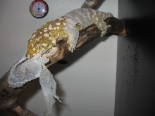 leachi eating shed