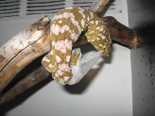 leachi gecko eating her shed 3