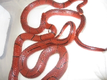 breeding Laticincta