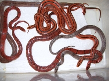 rat mix