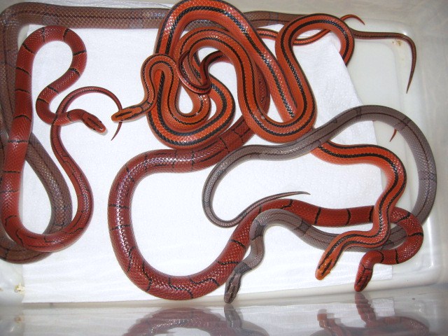 rat mix