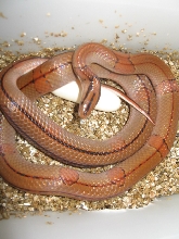 1st Vaillanti eggs