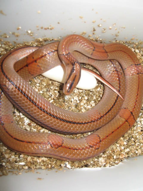 1st Vaillanti eggs