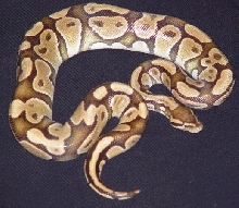 WC Hypo Ball