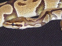 Head Shot