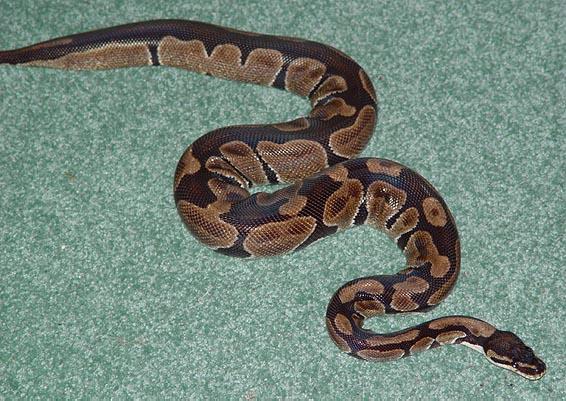 3 Snakes in 1, a Hypermelanistic, Black Backed, Axanthic
