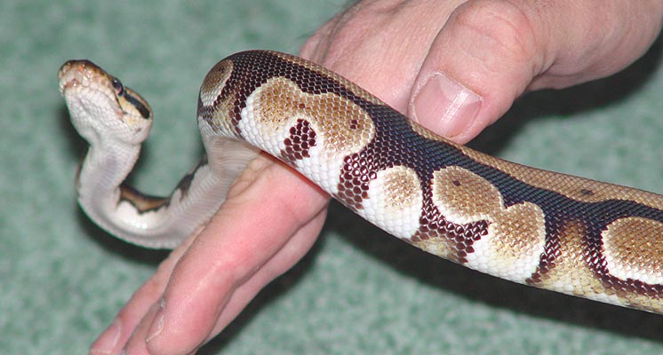 White Belly