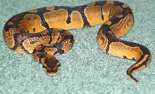 New Morph?