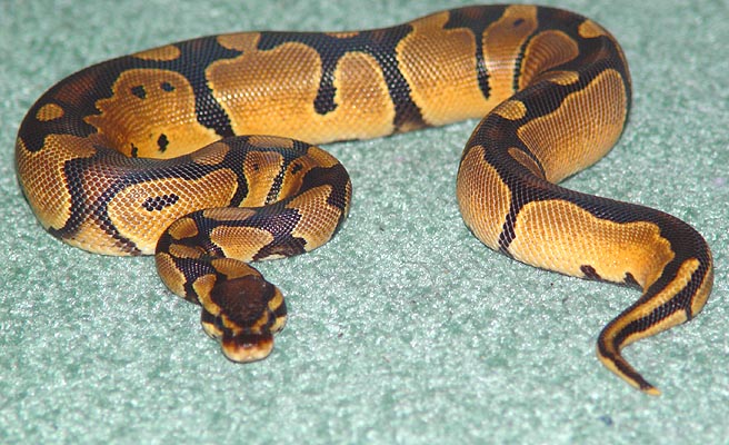 New Morph?