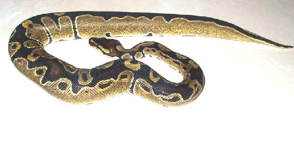 Unusual Patterned Ball (0.1)
