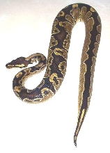 Unusual Patterned Ball (0.1)