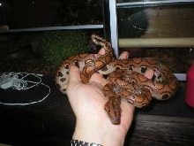 Brazilian rainbow boa