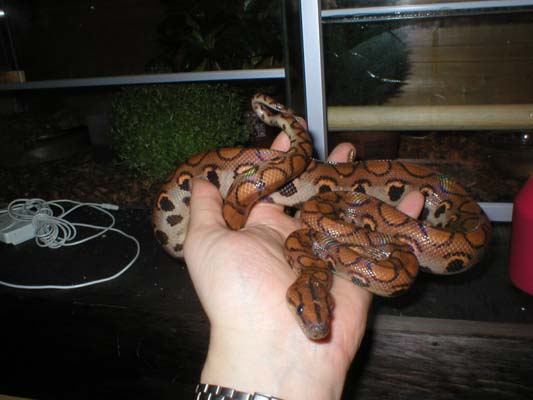 Brazilian rainbow boa