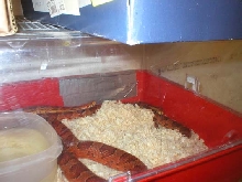 Corn Snakes