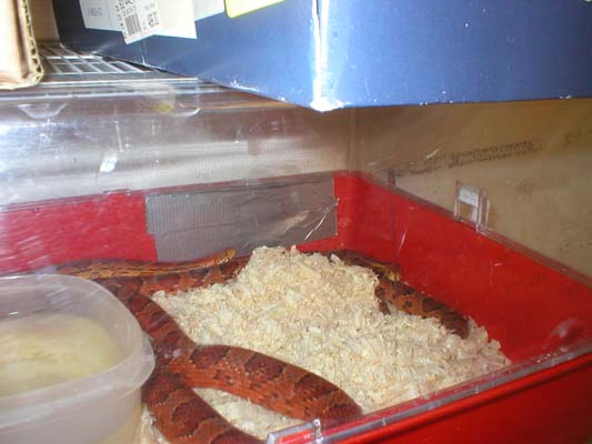 Corn Snakes