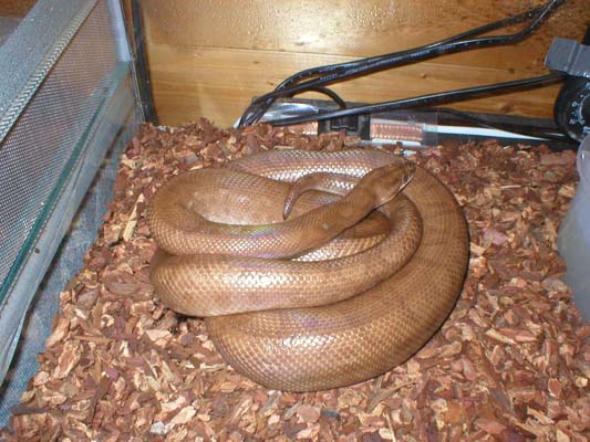 colombian rainbow boa